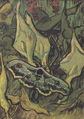 Vincent Van Gogh Death's-Head Moth (nn04) oil painting picture